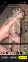 Muffin, a male Frenchton for sale in Helenwood, TN – 3 of 4