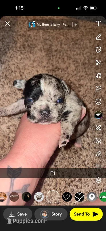 Skittles  – Frenchton puppy for sale in Helenwood, TN