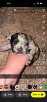 Skittles , a female Frenchton for sale in Helenwood, TN – 1 of 4