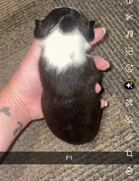 Luna , a female Boston Terrier for sale in Helenwood, TN – 3 of 3