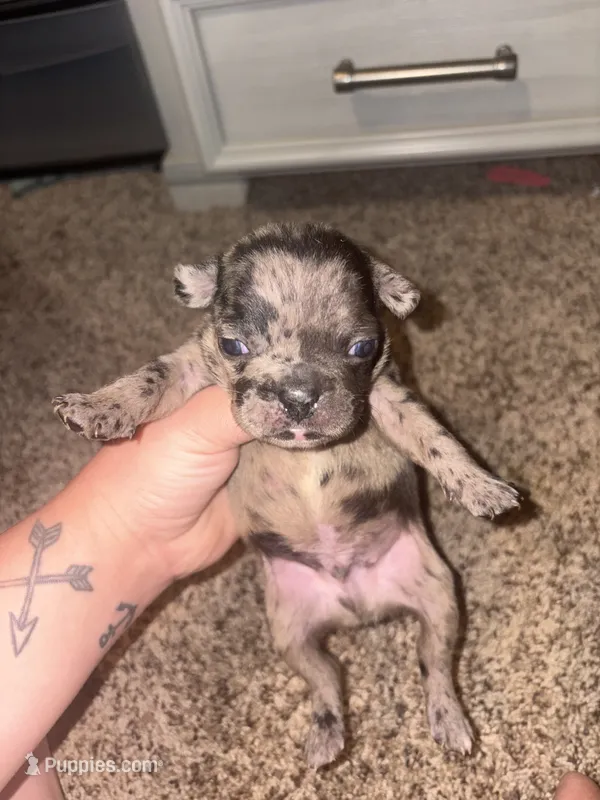Muffin – Frenchton puppy for sale in Helenwood, TN