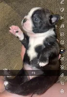 Stella , a female Boston Terrier for sale in Helenwood, TN – 1 of 3