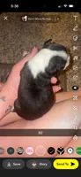Cookie , a male Boston Terrier for sale in Helenwood, TN – 2 of 2
