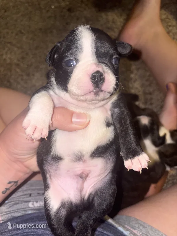 Cookie  – Boston Terrier puppy for sale in Helenwood, TN