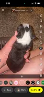 Biscuit, a male Boston Terrier for sale in Helenwood, TN – 3 of 3