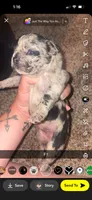 Skittles , a female Frenchton for sale in Helenwood, TN – 3 of 4