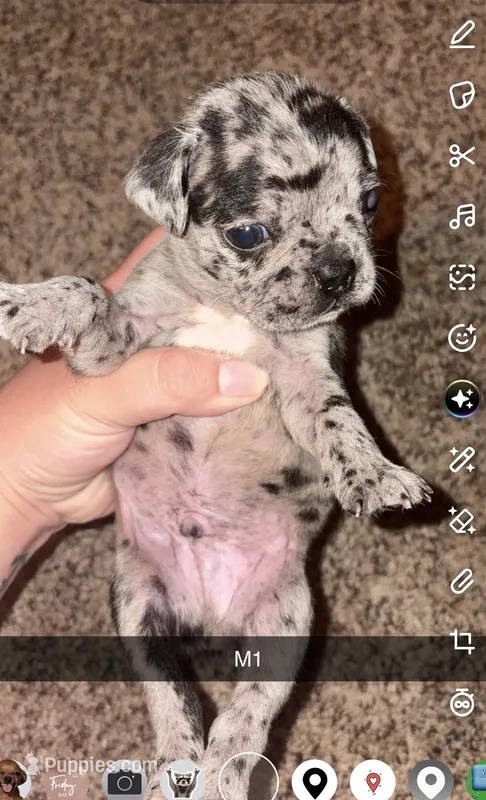 Toffee  – Frenchton puppy for sale in Helenwood, TN