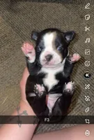 Stella , a female Boston Terrier for sale in Helenwood, TN – 2 of 3