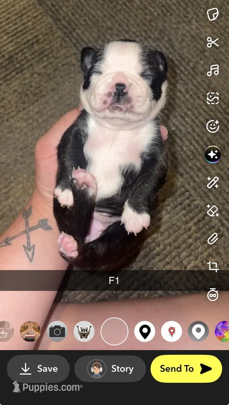 Luna  – Boston Terrier puppy for sale in Helenwood, TN