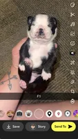 Luna , a female Boston Terrier for sale in Helenwood, TN – 1 of 3