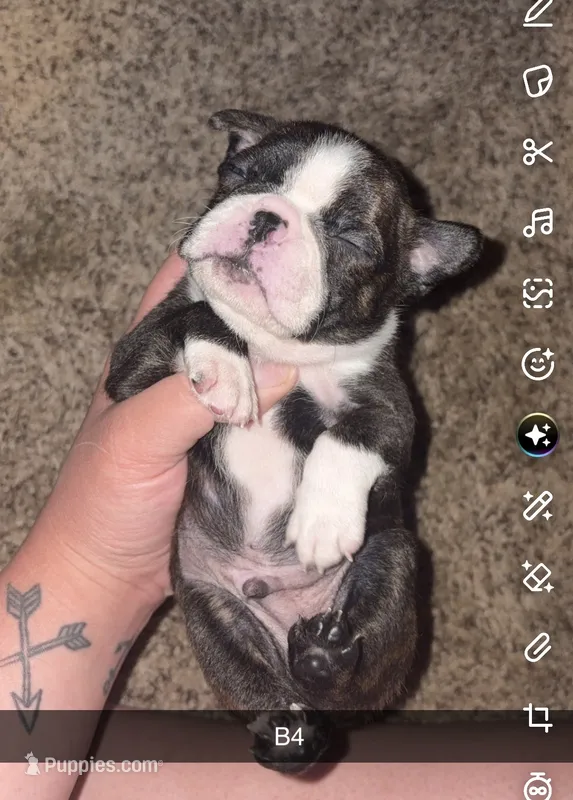 Mochi – Boston Terrier puppy for sale in Helenwood, TN