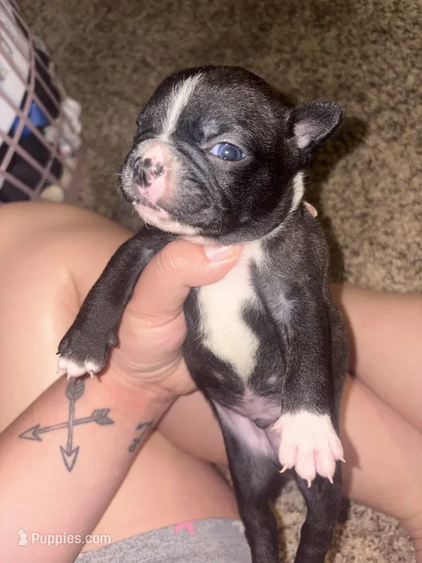 Chip – Boston Terrier puppy for sale in Helenwood, TN