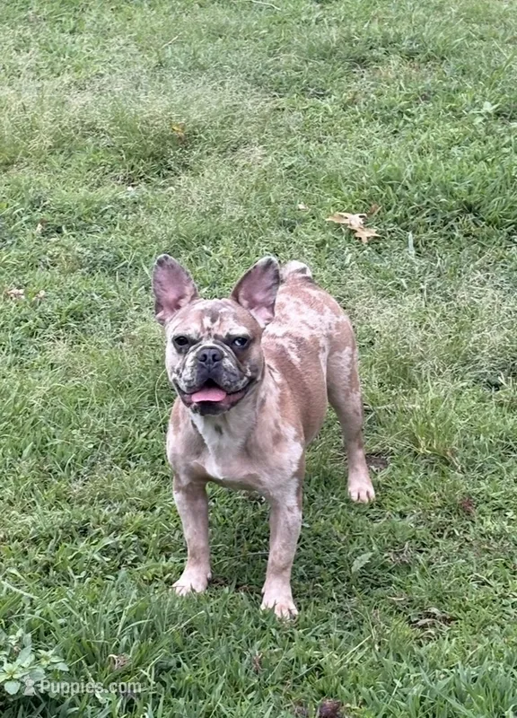 Minni – French Bulldog puppy for sale in Helenwood, TN