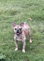 Minni, a female French Bulldog for sale in Helenwood, TN – 1 of 3