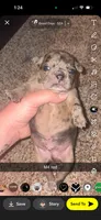 Brownie, a male Frenchton for sale in Helenwood, TN – 2 of 4