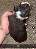 Nova , a female Boston Terrier for sale in Helenwood, TN – 3 of 3
