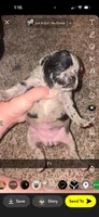 Skittles , a female Frenchton for sale in Helenwood, TN – 2 of 4