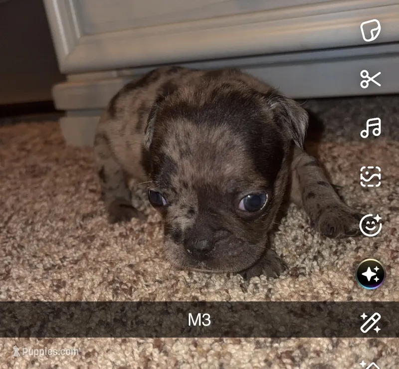 Muffin – Frenchton puppy for sale in Helenwood, TN