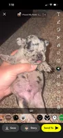 Toffee , a male Frenchton for sale in Helenwood, TN – 2 of 4
