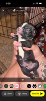 Chip, a male Boston Terrier for sale in Helenwood, TN – 3 of 3