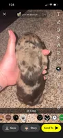 Brownie, a male Frenchton for sale in Helenwood, TN – 3 of 4