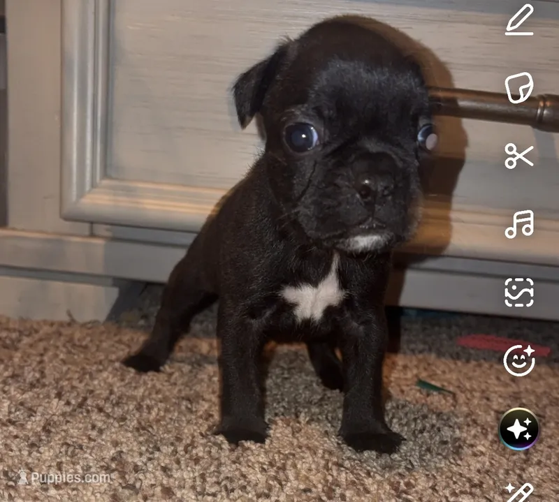 Waffles  – Frenchton puppy for sale in Helenwood, TN