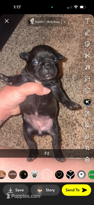 Marshmallow  – Frenchton puppy for sale in Helenwood, TN