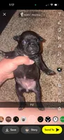 Marshmallow , a female Frenchton for sale in Helenwood, TN – 1 of 2