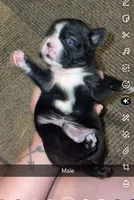 Orion, a male Boston Terrier for sale in Helenwood, TN – 2 of 3