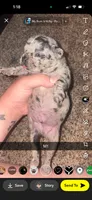 Toffee , a male Frenchton for sale in Helenwood, TN – 3 of 4