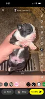 Biscuit, a male Boston Terrier for sale in Helenwood, TN – 2 of 3