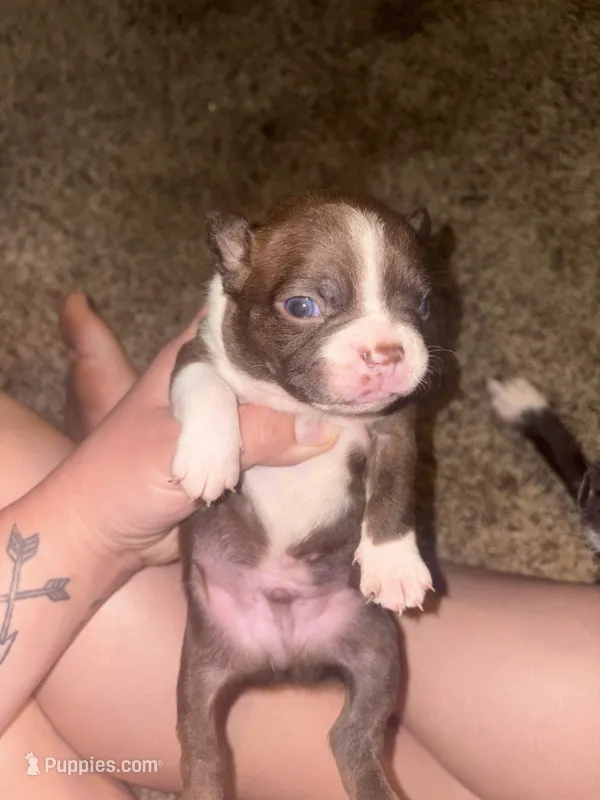 Truffle  – Boston Terrier puppy for sale in Helenwood, TN
