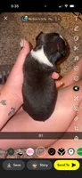 Chip, a male Boston Terrier for sale in Helenwood, TN – 2 of 3