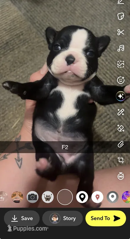 Nova  – Boston Terrier puppy for sale in Helenwood, TN