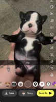 Nova , a female Boston Terrier for sale in Helenwood, TN – 1 of 3