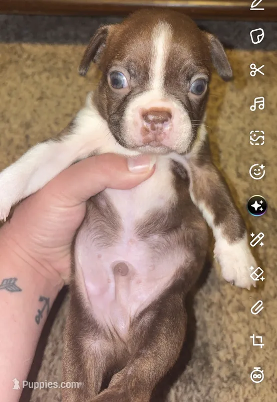 Truffle  – Boston Terrier puppy on hold in Helenwood, TN