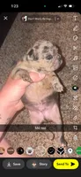 Brownie, a male Frenchton for sale in Helenwood, TN – 4 of 4