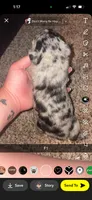 Skittles , a female Frenchton for sale in Helenwood, TN – 4 of 4