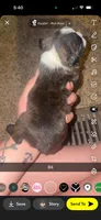 Mochi , a male Boston Terrier for sale in Helenwood, TN – 3 of 3