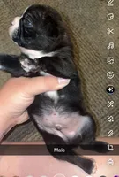 Orion, a male Boston Terrier for sale in Helenwood, TN – 3 of 3