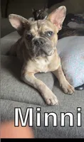 Minni, a female French Bulldog for sale in Helenwood, TN – 2 of 3