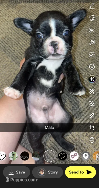 Orion – Boston Terrier puppy for sale in Helenwood, TN