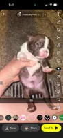 Truffle , a male Boston Terrier for sale in Helenwood, TN – 2 of 3