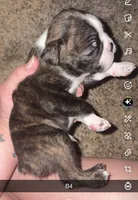 Mochi, a male Boston Terrier for sale in Helenwood, TN – 2 of 4