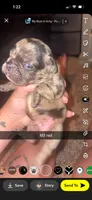 Muffin, a male Frenchton for sale in Helenwood, TN – 2 of 4
