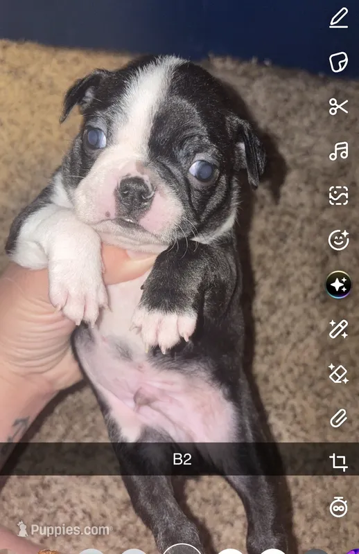 Cookie  – Boston Terrier puppy for sale in Helenwood, TN