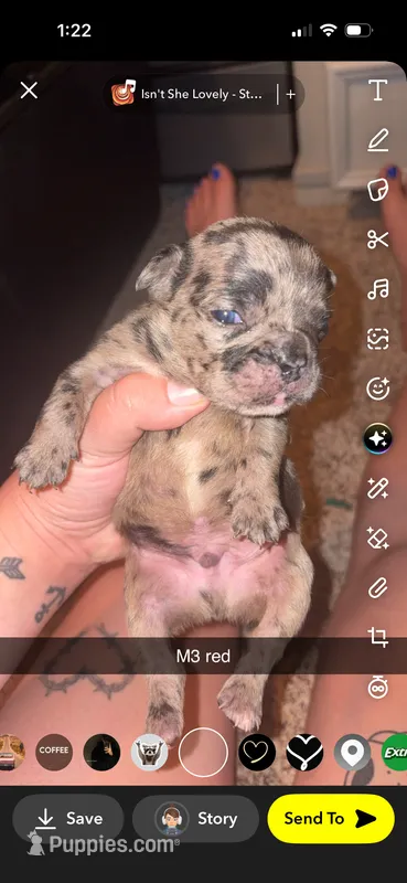 Muffin – Frenchton puppy for sale in Helenwood, TN