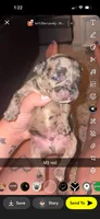 Muffin, a male Frenchton for sale in Helenwood, TN – 1 of 4