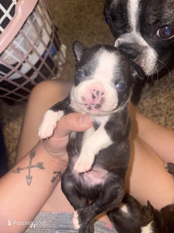 Biscuit – Boston Terrier puppy for sale in Helenwood, TN
