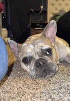 Minni, a female French Bulldog for sale in Helenwood, TN – 3 of 3